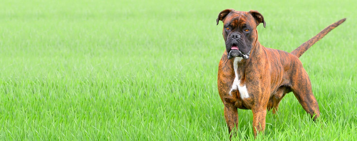 The Office Dog Names Popular Male and Female Names Wag!